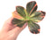 Echeveria 'Premadonna' Variegated 3"-4" Succulent Plant