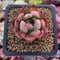 Echeveria 'Lindysana' Hybrid 1"-2" Succulent Plant