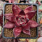 Echeveria Agavoides 'Luming' 2" Succulent Plant