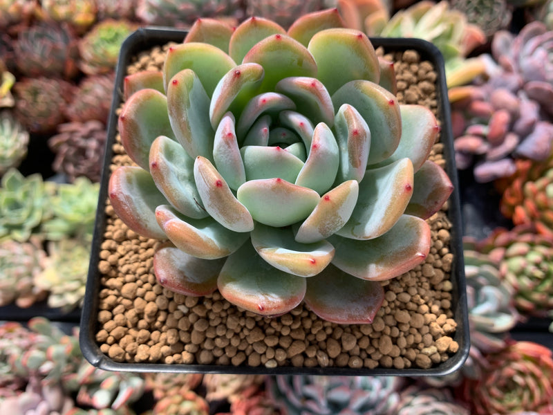 blue star succulent Echeveria 'Star Mark' 3"-4" Succulent Plant – True Succulents Plant Co