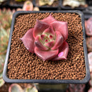 Echeveria Agavoides 'Romeo' 1" Succulent Plant