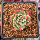 Echeveria sp. 1" Succulent Plant