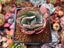 Echeveria 'Flying Cloud' Variegated 2" Succulent Plant