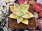 Echeveria Agavoides 'Citrina' 2" Succulent Plant