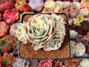 Echeveria 'Compton Carousel' Variegated 3"-4" Succulent Plant