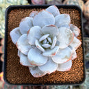 Echeveria 'Laui' 3" Powdery Succulent Plant