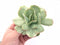 Echeveria ‘Mocha’ Variegated Large Cutting 5" Rare Succulent Plant