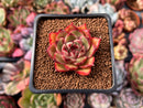 Echeveria Agavoides sp. 1" Succulent Plant