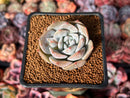 Echeveria 'Love' 1" Succulent Plant