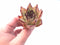 Echeveria Agavoides Montana 3” Rare Succulent Plant
