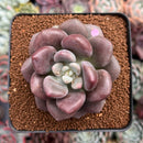 Pachyveria 'Indian Pink' 2"-3" Air Magic Hybrid Succulent Plant