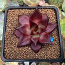Echeveria Agavoides 'Luming' 3" Succulent Plant