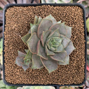 Echeveria 'Mysterious Rose' 2" New Hybrid Succulent Plant
