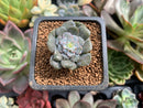 Echeveria 'Dr. Butterfield' Mutated 1" Small Succulent Plant