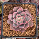 Echeveria 'Magic Savannah' 1" Succulent Plant