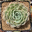 Echeveria 'Onslow' 3"-4" Succulent Plant