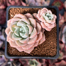 Echeveria 'Pink Spot' 2" Cluster Succulent Plant