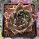 Echeveria Agavoides 'Ebony' Hybrid 1" Succulent Plant