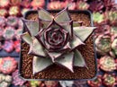 Echeveria Agavoides 'Blackbell' 3" Succulent Plant