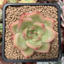 Echeveria Agavoides 'Shallot' 2" Succulent Plant