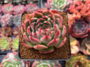 Echeveria Agavoides 'Deep Red' 3" New Hybrid Succulent Plant