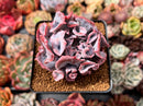 Echeveria 'Trumpet Pinky' 1"-2" Succulent Plant