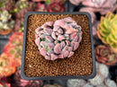 Echeveria 'Hamilton' 2" Cluster New Hybrid Succulent Plant