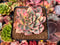 Echeveria 'Esther' Variegated 3"-4" Succulent Plant