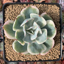 Echeveria 'Secunda' Variegated 3" Succulent Plant