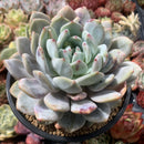 Echeveria 'Orange Monroe' 5" Large Powdery Succulent Plant