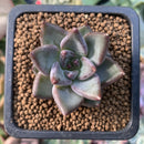 Echeveria 'Tremolo' 1" Succulent Plant