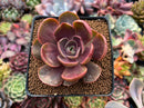 Echeveria 'Redtan' 2"-3" Succulent Plant
