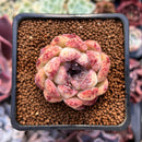 Echeveria 'Citrine' 1"-2" Seed Grown Air Magic Hybrid Succulent Plant