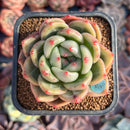 Echeveria 'Shallot' 2" Succulent Plant