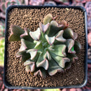 Echeveria 'Black Hawk' 2" Succulent Plant