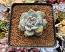 Echeveria 'Orange Monroe' 2" Succulent Plant