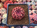 Echeveria Agavoides 'Hyamond' 2" Succulent Plant