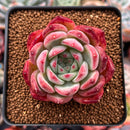 Echeveria 'Ratam' 2" Succulent Plant
