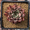 Echeveria Agavoides 'Sarabony' 1"-2" Succulent Plant