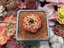 Echeveria Agavoides 'Mascarpone' 1" Succulent Plant