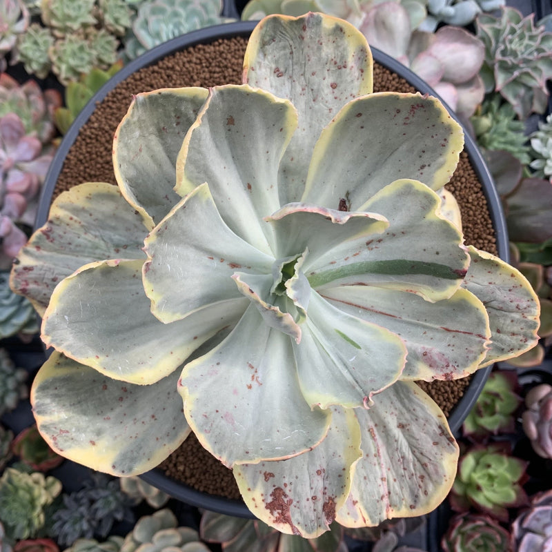 variegated ice plant succulent Echeveria sp. Variegated *NOT A TRUE ZUSUNG ICE AGE* 8" Large Succulen –  True Succulents Plant Co