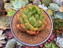 Echeveria Agavoides Hybrid 4" Succulent Plant