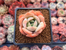 Echeveria 'Lemon Tree' 2" Succulent Plant