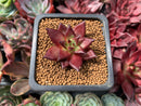 Echeveria Agvaoides 'Luming' 1" Succulent Plant