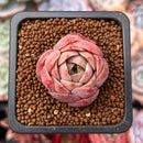 Echeveria 'Mohican' Round Leaf Clone 1" Succulent Plant