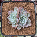 Echeveria 'Raffine' 2" Succulent Plant