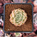 Echeveria 'Mario' Malgan Hybrid 1" Succulent Plant