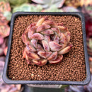 Echeveria Agavoides sp. 1"-2" Succulent Plant