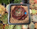 Echeveria 'Lelena' 1" Succulent Plant