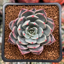 Echeveria 'Subalpina' Hybrid 2" Succulent Plant